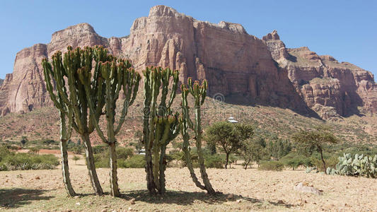植物区系 全景图 提格雷 阿迪格拉特 埃塞俄比亚 非洲 岩石