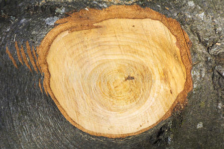森林 树桩 木材 环境 纹理 松木 分裂 古老的 自然 木柴