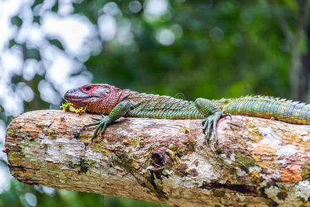 放松 天空 亚马逊 动物 休息 巴西 规模 生物 鬣蜥 卢西亚