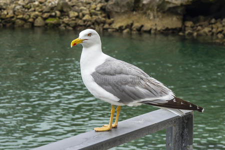 港口海鸥