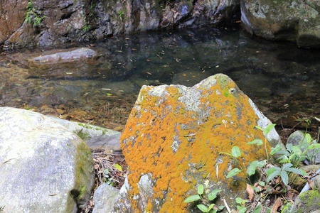 季节 自然 树叶 森林 生长 苔藓 容忍 流动 风景 岩石