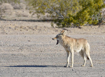 打呵欠的土狼图片