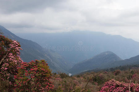 杜鹃花 亚洲 高的 范围 尼泊尔 徒步旅行 自然 全景图