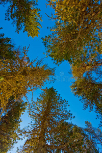 空的 国家 小山 自然 风景 地面 树叶 深的 草坪 公园