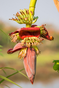 香蕉花