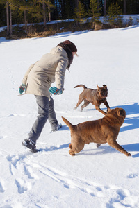 复制 假期 冬天 训练 温柔 森林 宠物 夏佩 沙尔 休息