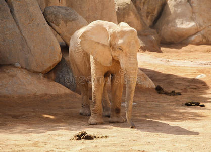 大象在巴伦西亚生物公园的生活