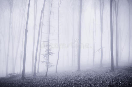 森林里有超现实的雾