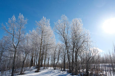 太阳 木材 墙纸 特写镜头 冷冰冰的 场景 寒冷的 云杉