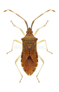 acuteangulatus尖突角虫照片