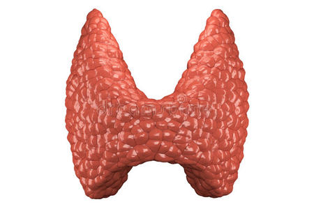 甲状腺肿 甲状腺功能减退 器官 生物学 功能 人类 激素