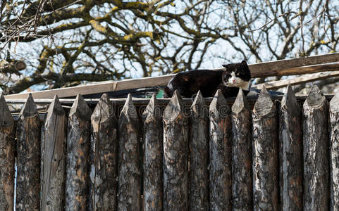篱笆上的猫