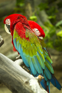 颜色 印度尼西亚 美丽的 猩红 宠物 羽毛 巴厘岛 动物