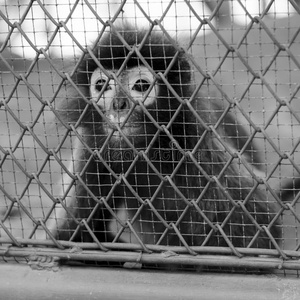 笼子里的猴子