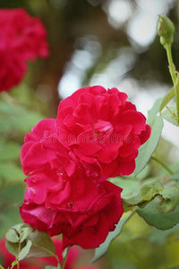 玫瑰 假日 自然 二月 浪漫 纹理 花瓣 礼物 周年纪念日