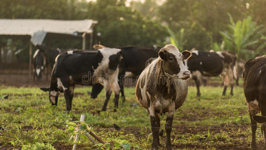 夏天绿色田野的奶牛