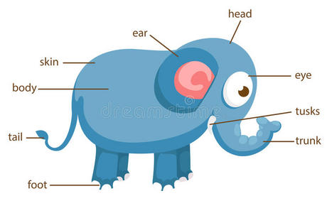 大的部分大象词汇身体向量的一部分照片