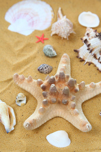 沙滩上的海贝和海星