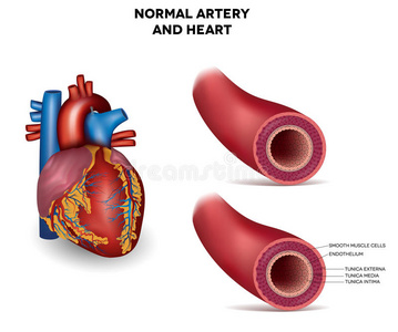 动脉和心脏