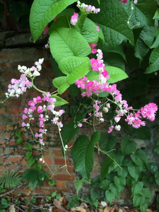 鲜艳的粉红色花朵