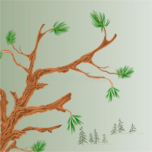 森林 植物 圣诞节 庆祝 冬天 季节 自然 分支 松木 云杉