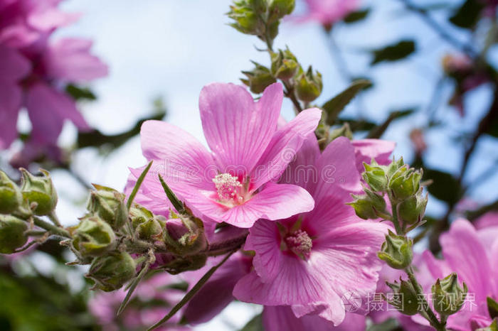 花园里美丽的粉红色冬青花