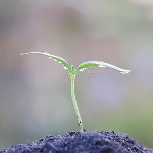 正在生长的植物