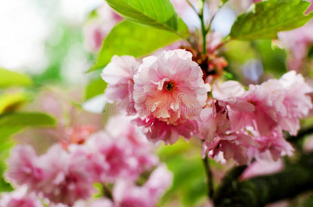植物 樱花 细枝 春天 四月 季节 美丽的 日本 花儿 樱桃