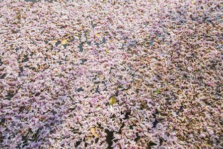 环境 公园 粉红色 水塘 植物区系 花的 浪漫的 特写镜头