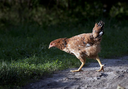 小鸡走路照片