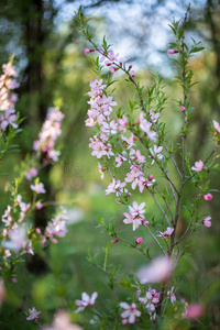 开花枝