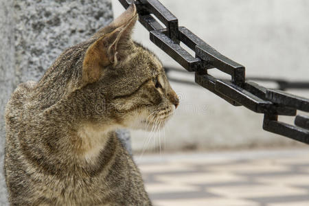 棕色雌性猫