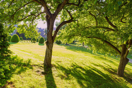 波士顿公共花园树马萨诸塞州