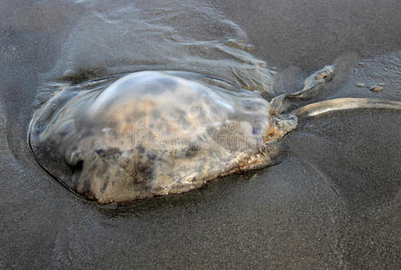 海滩上的水母海滩上死去的水母照片