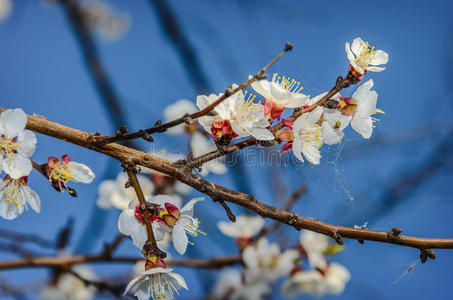 杏树的花