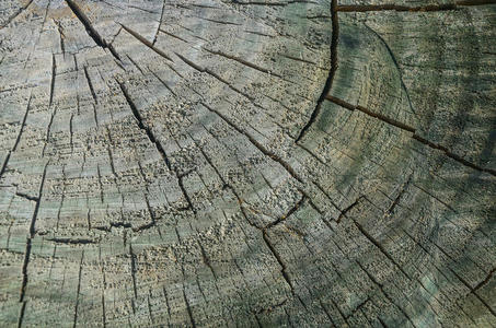 横截面树干图片