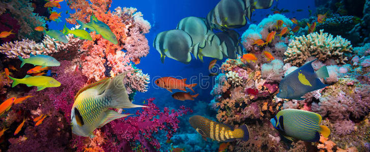 热带鱼热带鱼和珊瑚礁照片