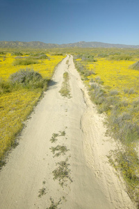 一条遥远的土路，穿过明亮的春天，黄花和沙漠的黄金，靠近卡里佐国家纪念碑的山脉