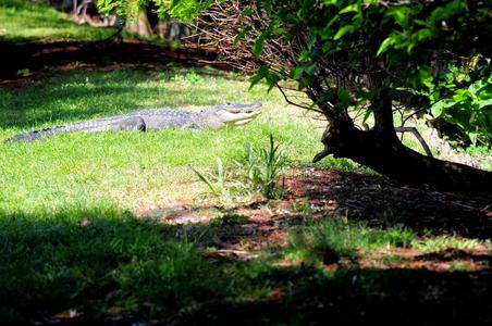 美国鳄鱼在南佛罗里达湿地