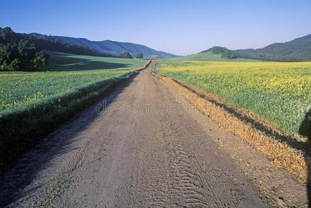 美国 芥末 旅行 旅游业 国家 田园风格 风景 加利福尼亚