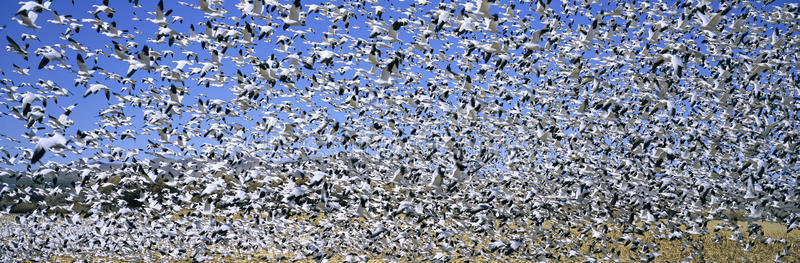 数千只迁徙的雪雁在圣安东尼奥附近的博斯克德尔阿帕奇国家野生动物保护区上空飞行