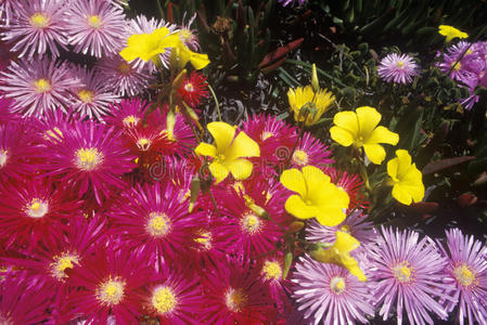 花园 加州 国家 美国 世界 园艺 开花 美女 春天 摄影