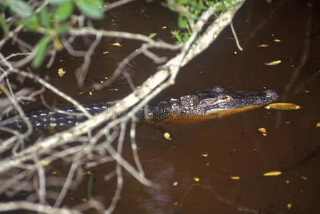 沼泽中的鳄鱼，JN丁达林国家野生动物避难所，Sanibel，fl