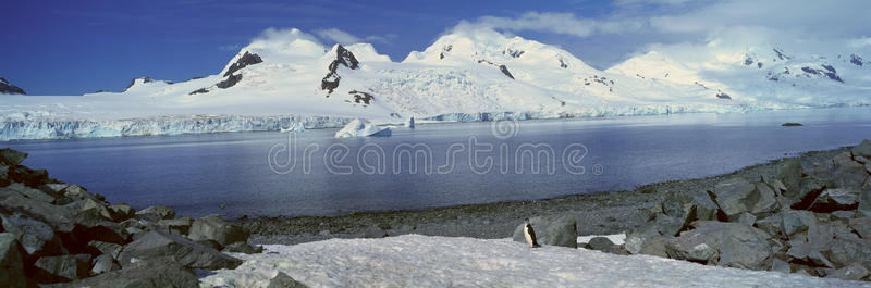 月亮 企鹅 自然 领域 荒野 布兰斯菲尔德 冰冷的 编队