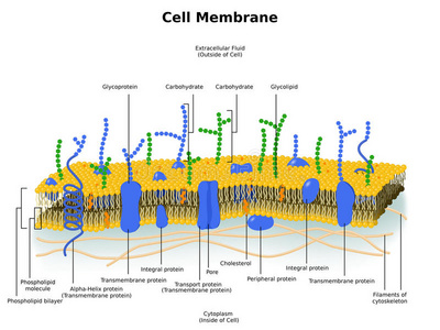 细胞膜质膜结构