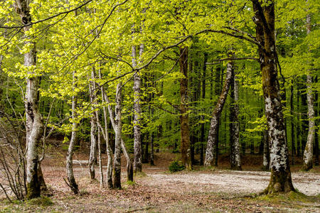 斯洛文尼亚的森林