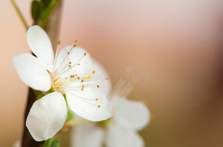 春暖花开