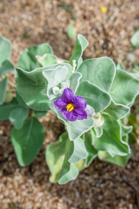茄科植物法兰绒灌木与紫色的花在国王公园和植物园,珀斯照片