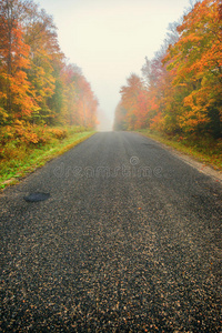 薄雾 道路 美丽的 落下 树叶 安大略 早晨 朦胧 公园