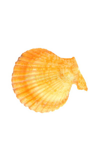 海洋 双壳类 生活 骨架 软体动物 动物 水下 贝类 贝壳